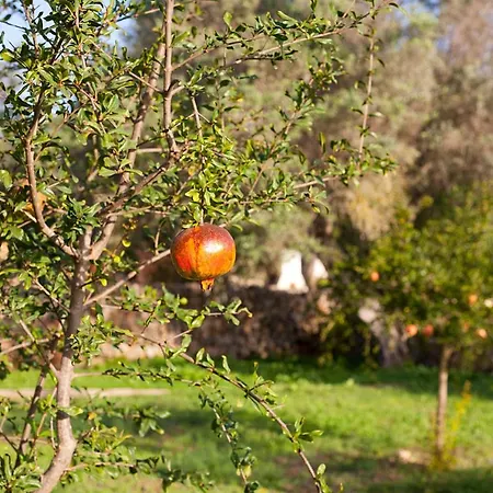 בית חווה Ca'n Gaia פורטוקולום